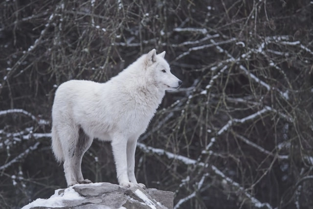 Lobo Ártico