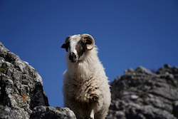 Argali Sheep