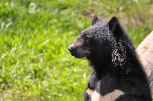 Oso Negro Asiático