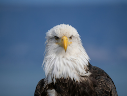 Águila Calva