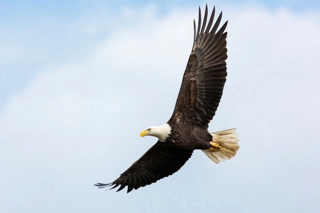 Bald Eagle