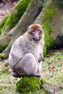 Barbary Macaque
