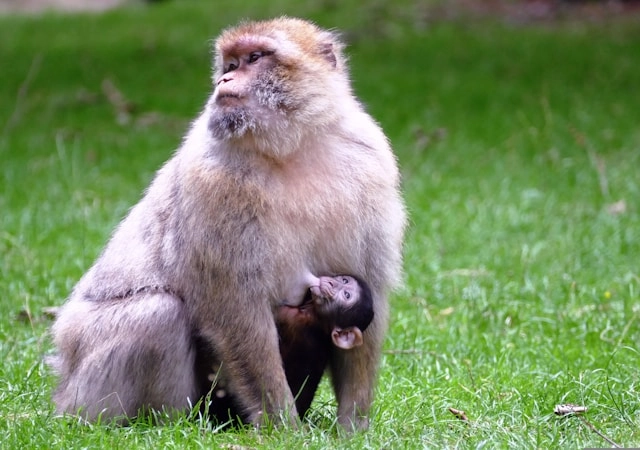 Barbary Macaque