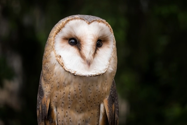Barn Owl