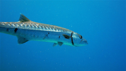 Barracuda