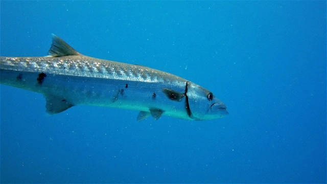 Barracuda