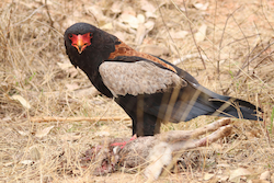 Bateleur