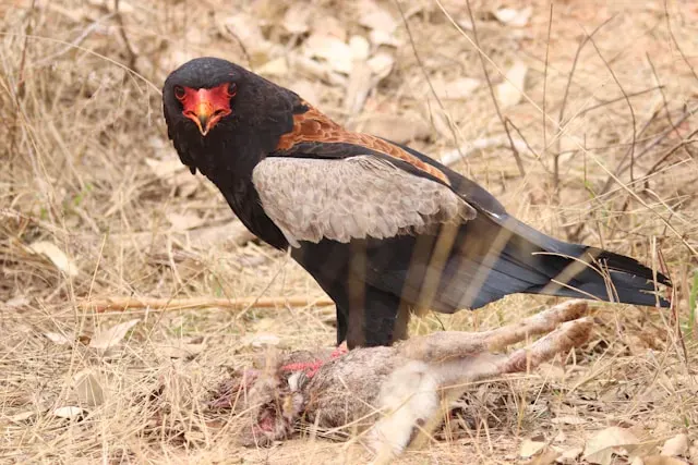 Bateleur
