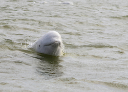 Ballena Beluga