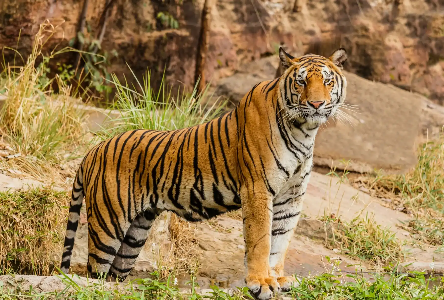 Wild Dangerous Top 10 Animals In Bhutan 2026