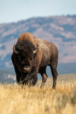 Bisonte