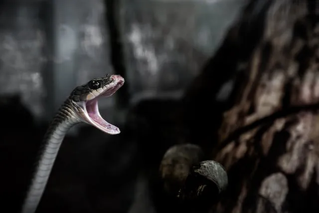Mamba Negra