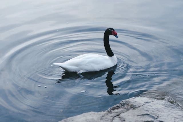 Cisne de cuello negro