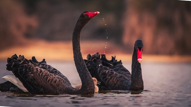 Cisne Negro