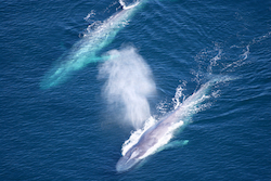 Ballena azul