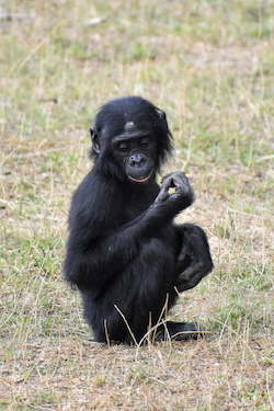 Bonobo