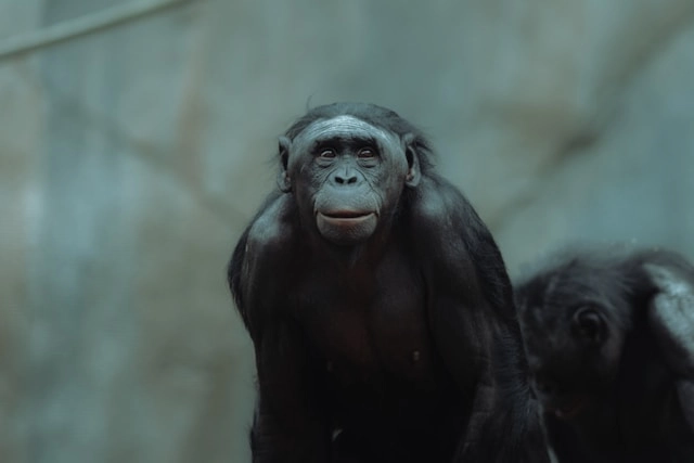 Bonobo