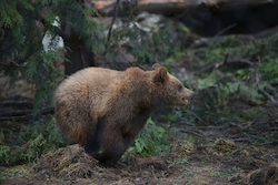 Oso pardo