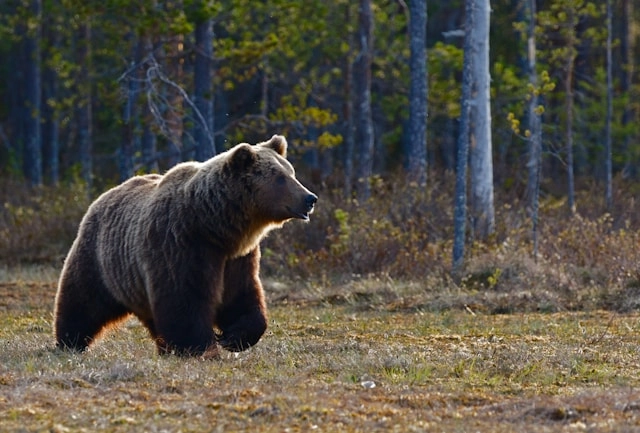 Oso pardo