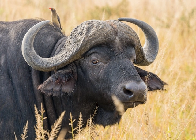 Búfalo africano