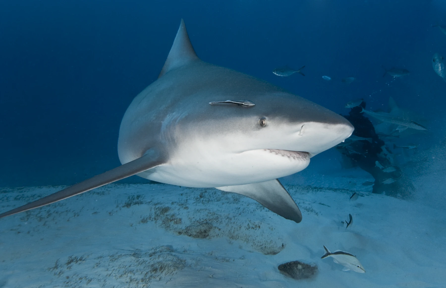 Bull Shark 2026 Incredible Facts Habitat Diet More