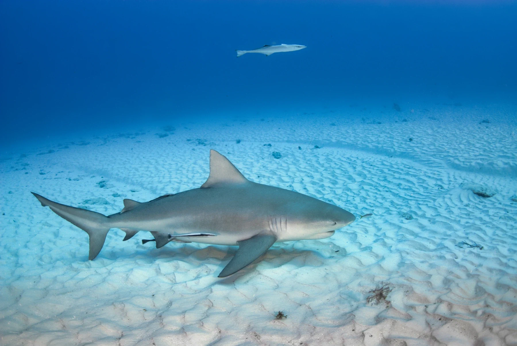 Bull Shark 2025 Incredible Facts Habitat Diet More