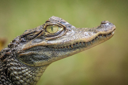 Caiman