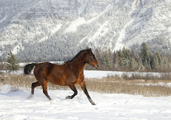 Canadian Horse