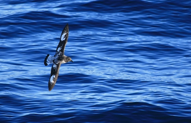 Petrel del Cabo