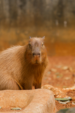 Capibara