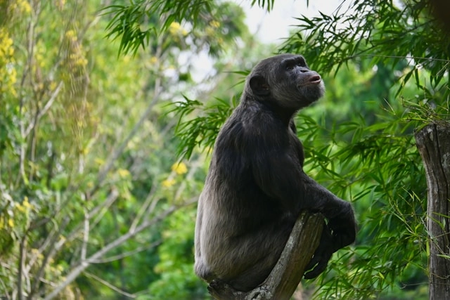 Chimpanzee