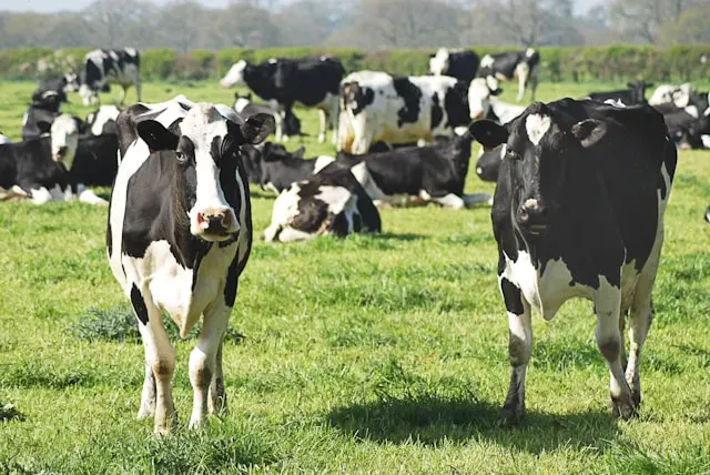 Cow