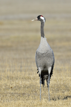 Crane