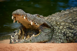 Cocodrilo