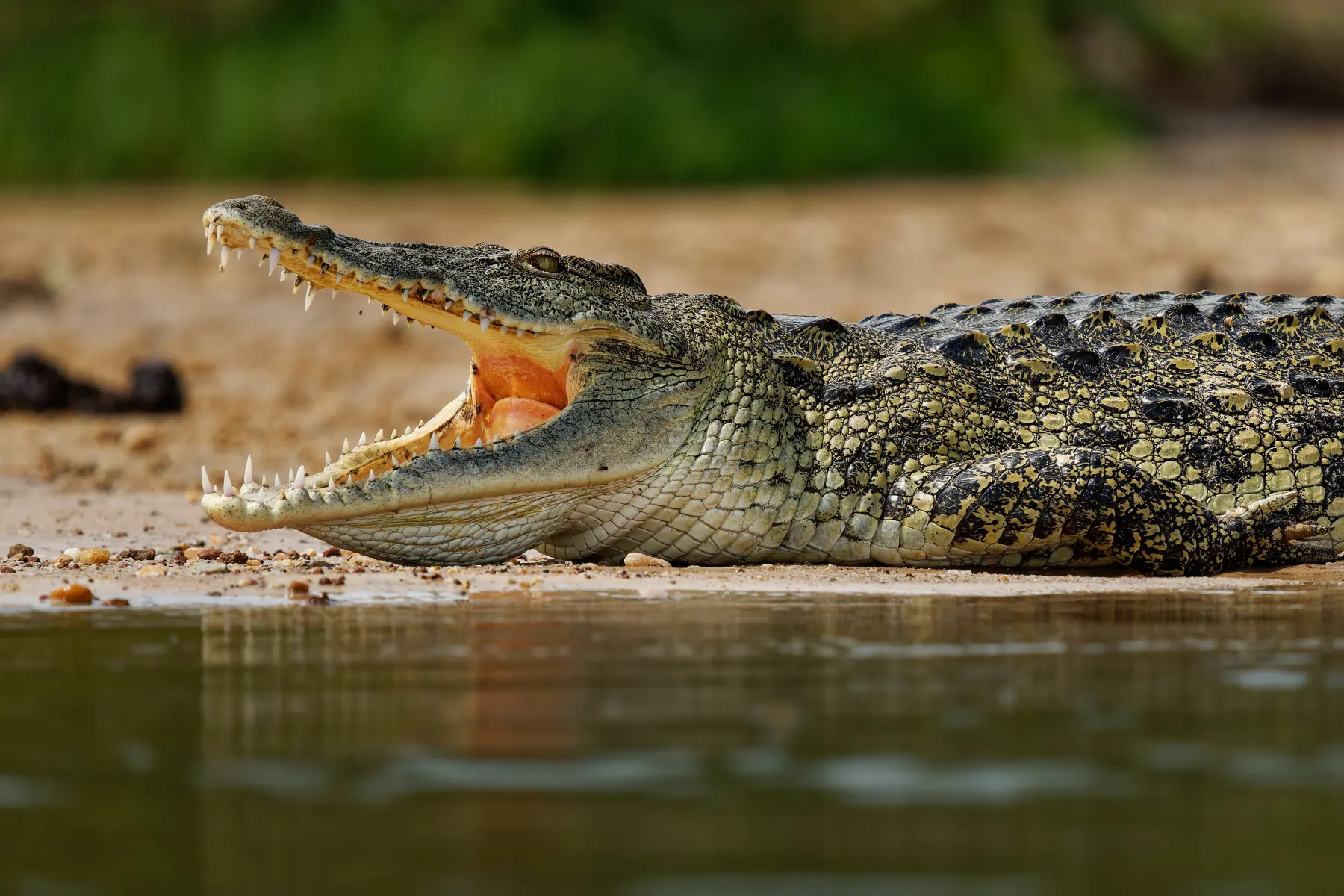 Nile Crocodile 2026 Incredible Facts Habitat Diet More Nile Crocodile 2026 Incredible Facts Habitat Diet More