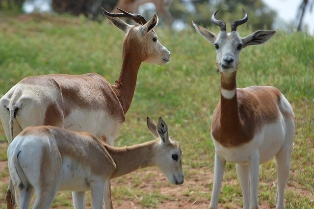 Dama Gazelle