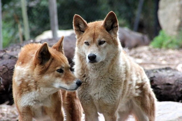 Dingo