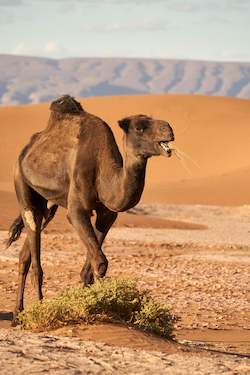 Dromedary Camel