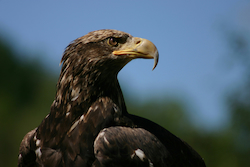 Águila