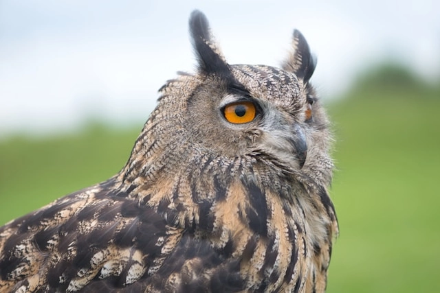 Eagle Owl