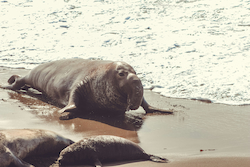 Elefante Marino