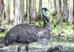Emu
