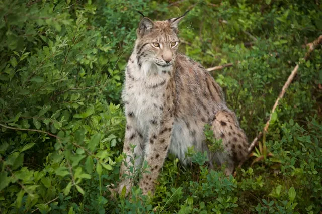 Eurasian Lynx