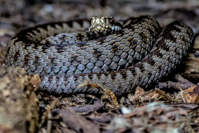 Víbora Europea