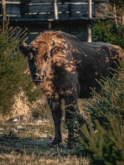 European Bison
