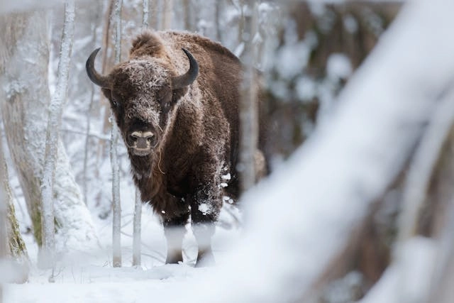 Bisonte europeo