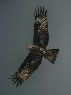 Halcón