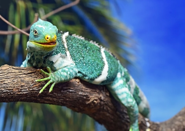 Iguana crestada de Fiyi