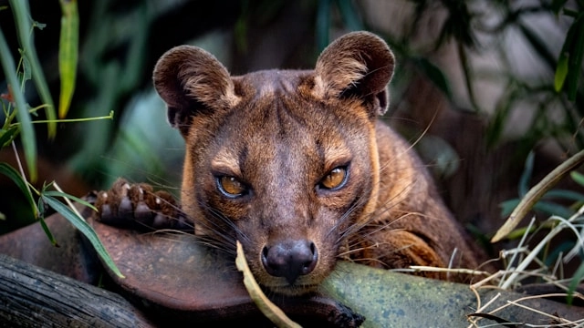 Fosa