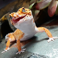 Geco